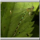 Coenagrion puella - Hufeisen-Azurjungfer Variante w03  keine pulchellum.jpg.jpg